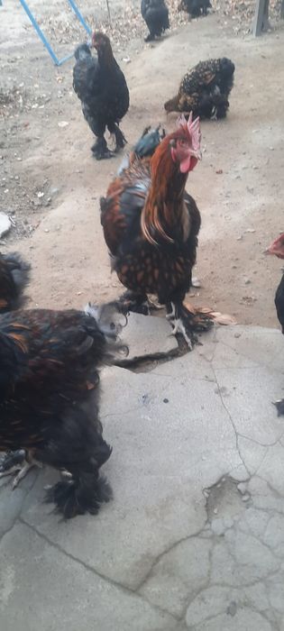 Петух Кохинхин золотоцы