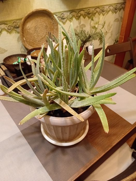 Продам комнатные цветы.