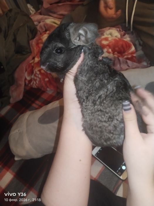 Шиншилла мальчик,1 год
