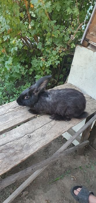 Кролики фландер продам