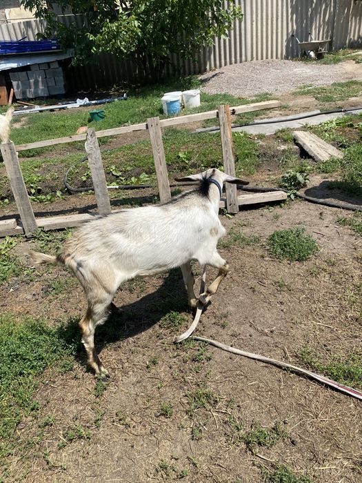 Продам козла козы коза