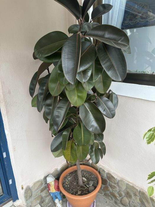 Planta ficus inaltime 2m