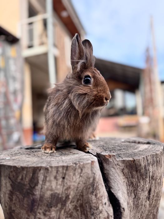 Продается кролики львиная голова