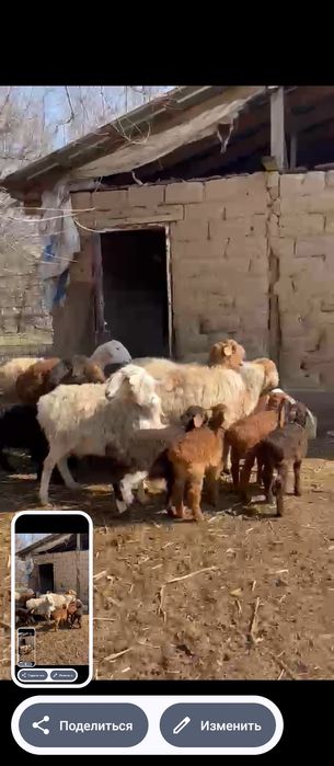 Продам баран с ягнятами