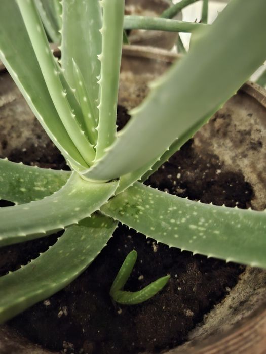 Алоэ, лечебный ,