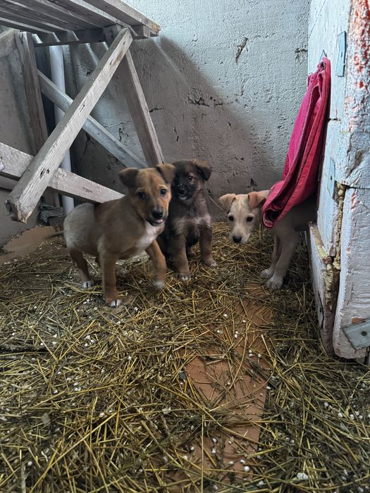 щенок, отдам шещков в добрые руки