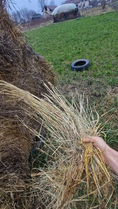 Vând BALOȚI amestec furajer-BOTOȘANI