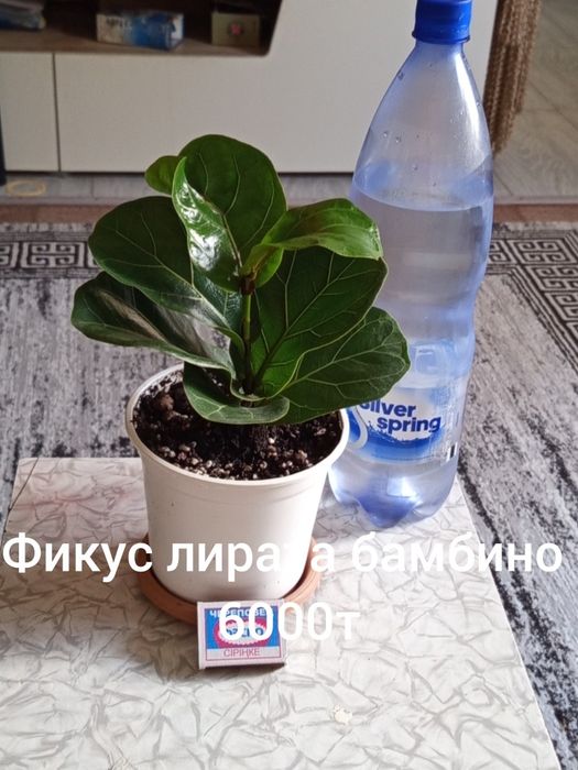 Продам фикус лирата бамбино