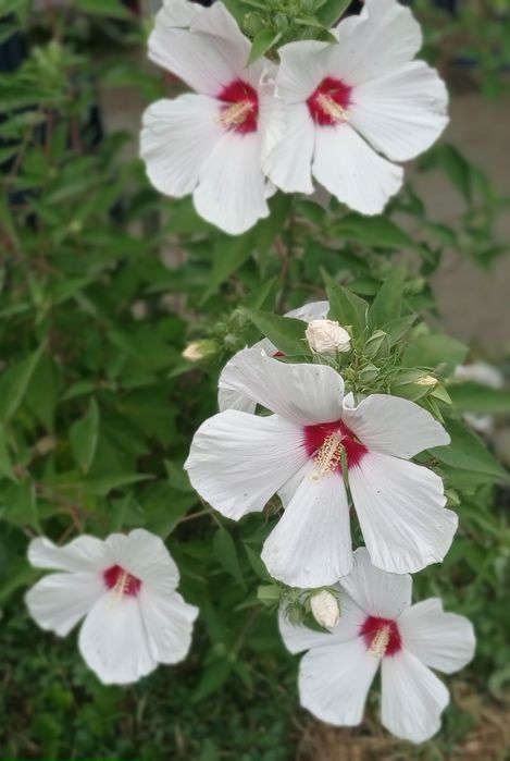 Хибискус с огромни 20-25 сантиметровицветове