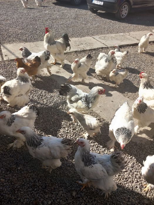 Oua brahma pt.incubat,si tineret