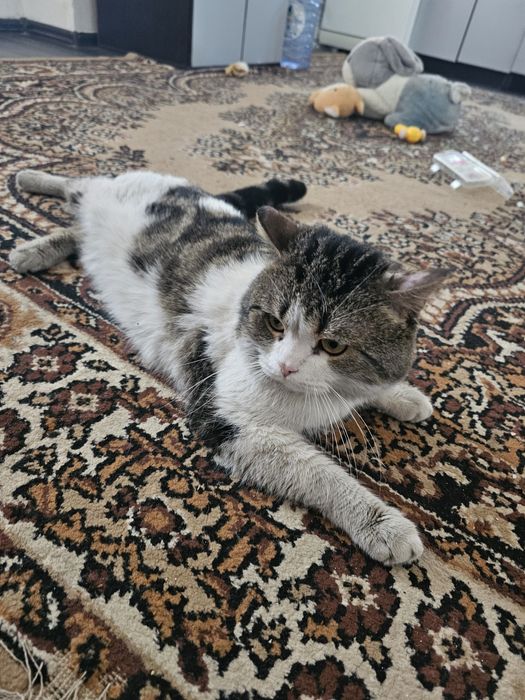 Отдадим в хорощие руки