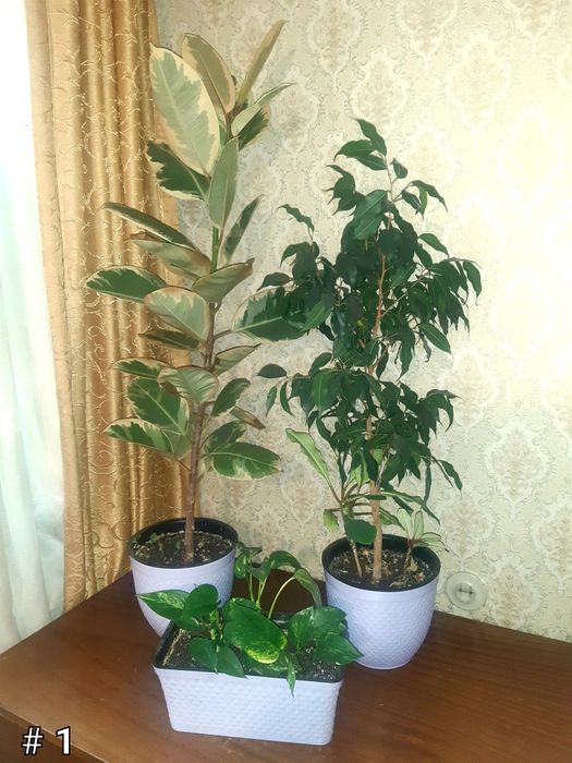 Фикусы разные. Распродажа