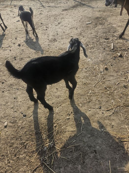 Capra Ango Nubian rasa pura,cu trei iezi