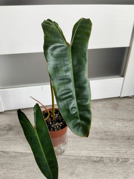 Продаются комнатные цветы от 2000 тенге