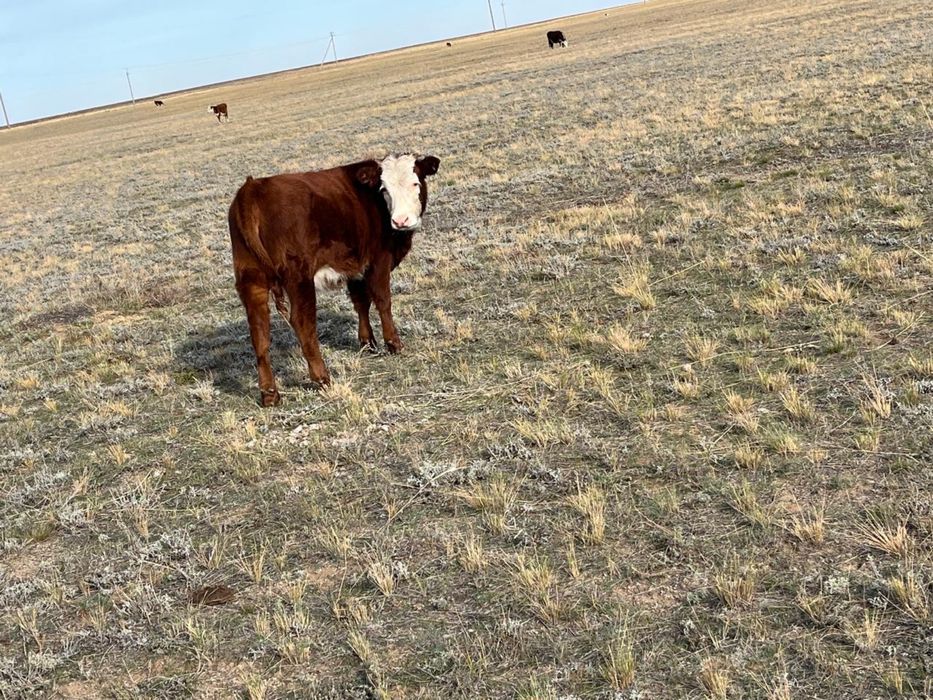 10 бас ургашы падсос