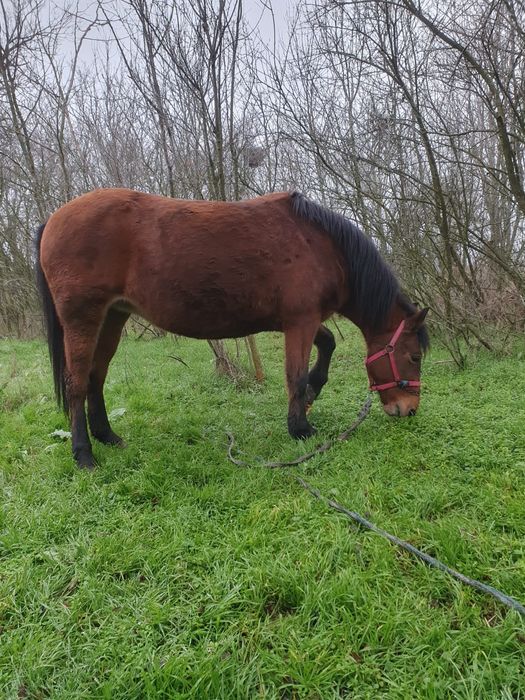 Vand iapa cu caruta la pachet