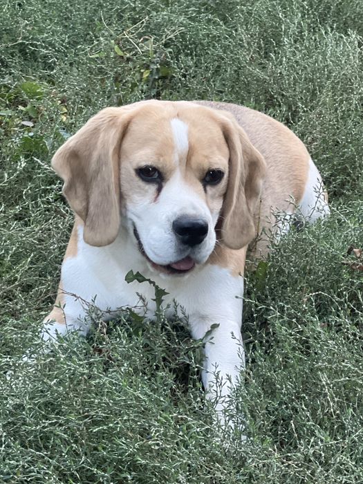 Donam cățeluș Beagle 5 ani cu pedigree – caut familie responsabilă, preferabil curte, păstrăm legătura