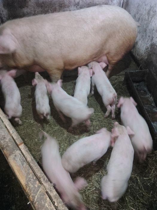 Продам месячных поросят.