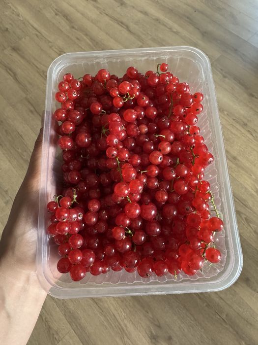 Красная смородина