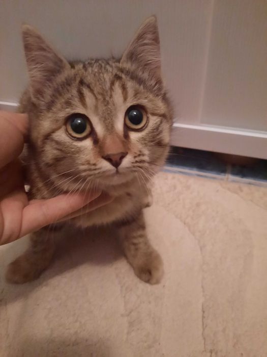 Котята красивые мальчик и девочка