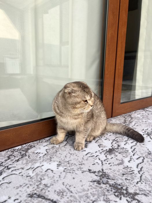 кот на продажу хороший дамасский