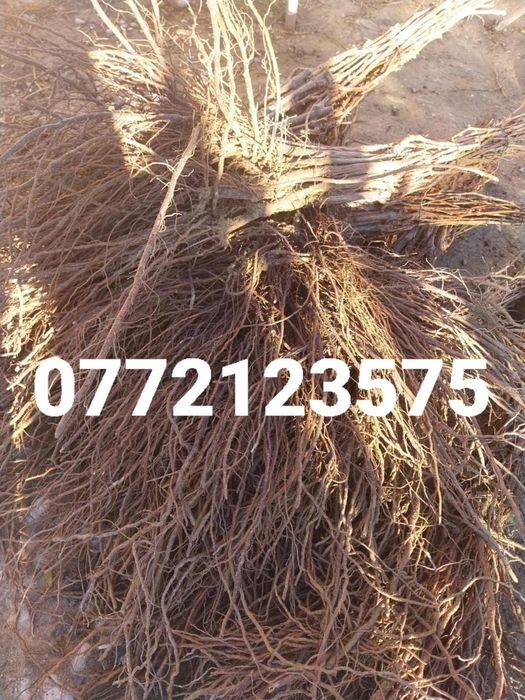 Butași vita de vie altoită și hibrid