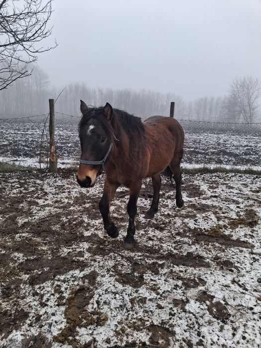 Mănz de vânzare cu pașaport