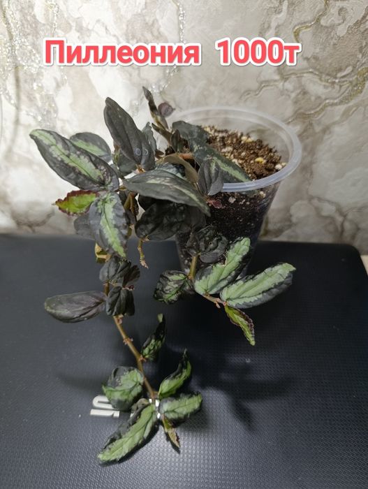 Комнатные растения кжби