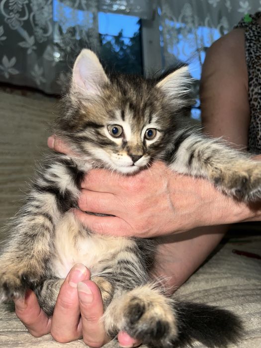 котенка  в добрые руки