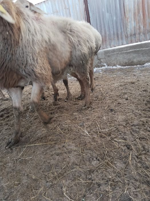 Продам Кошкар 2 годовалый.