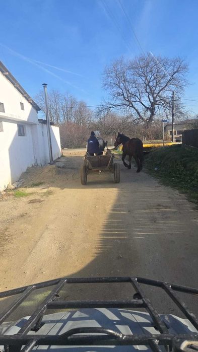 Vând mânză 1,5 luni!!
