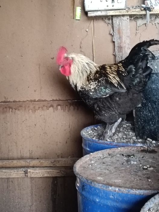 Cocosi de rasa Marans