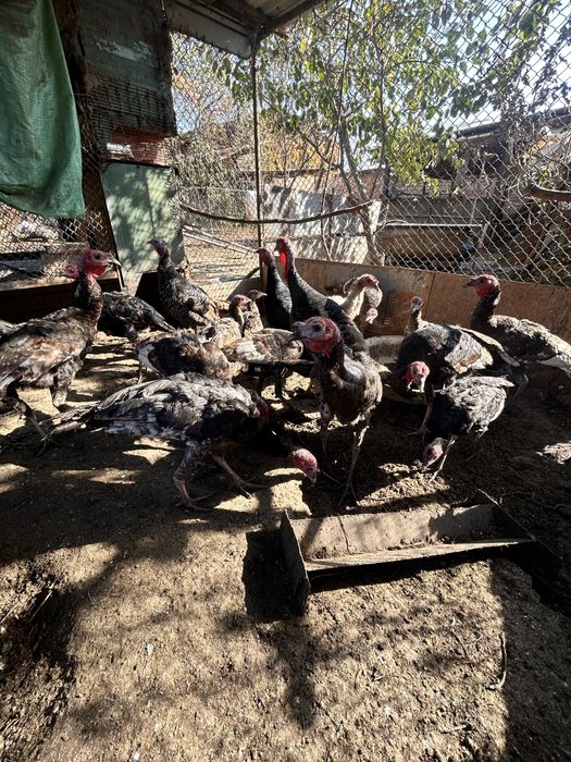 Продаются индюшата