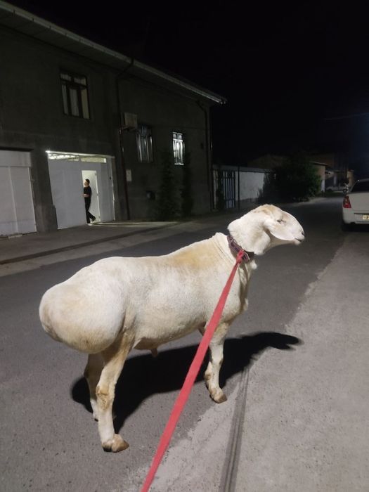 Qo’y sotiladi yirik