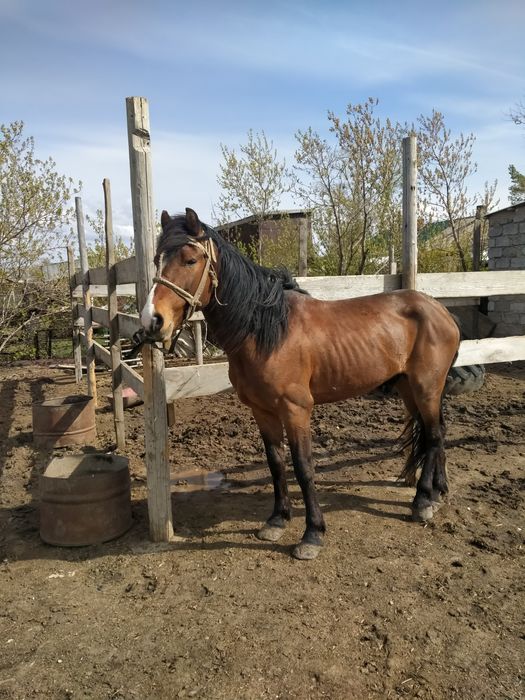 Торы каска Жеребец