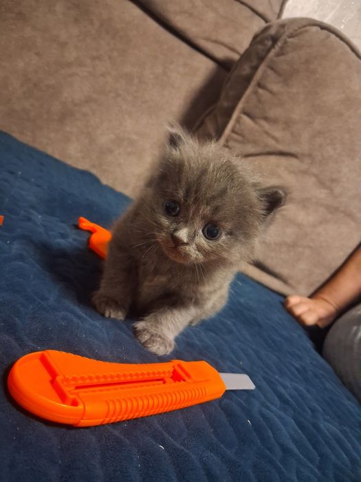 Отдам котят бесплатно.