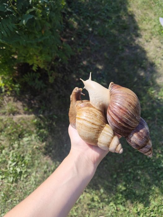 Улитки ахатины с аквариумом