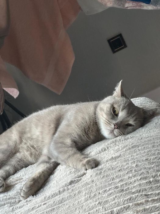 Скоттиш—страйт кот