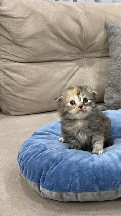 Котенок в добрые руки