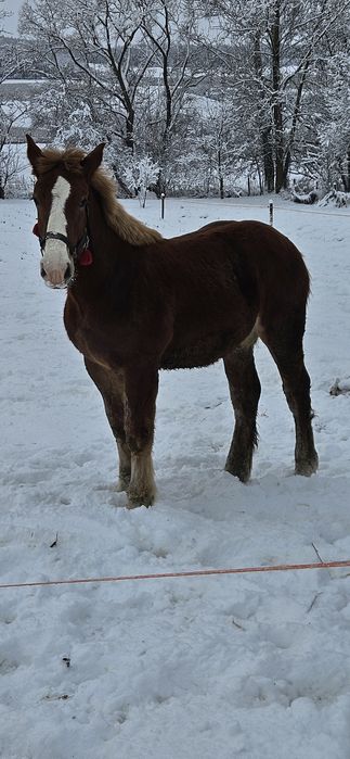 De vanzare  manz de 8 luni!!!