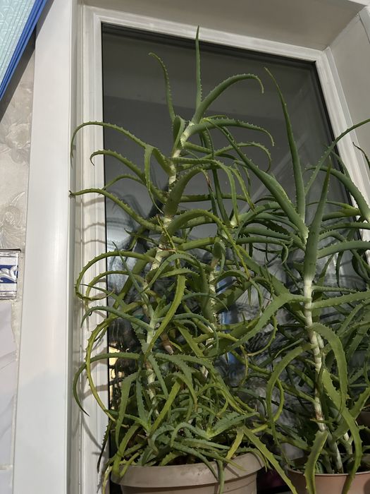 лечебное 7летнее Алое