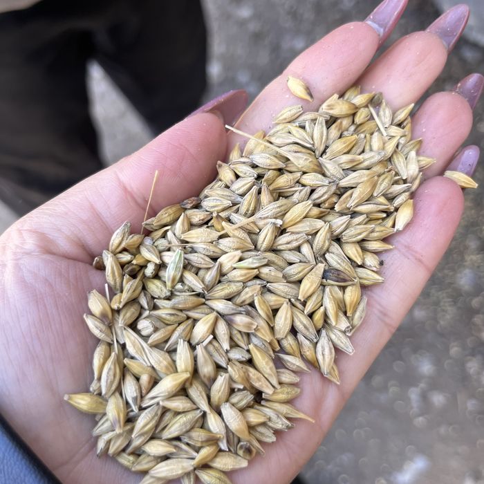 Зерноотход овес ячмень пшеница сечка