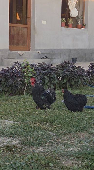 Karlik kox 1+1 sotiladi