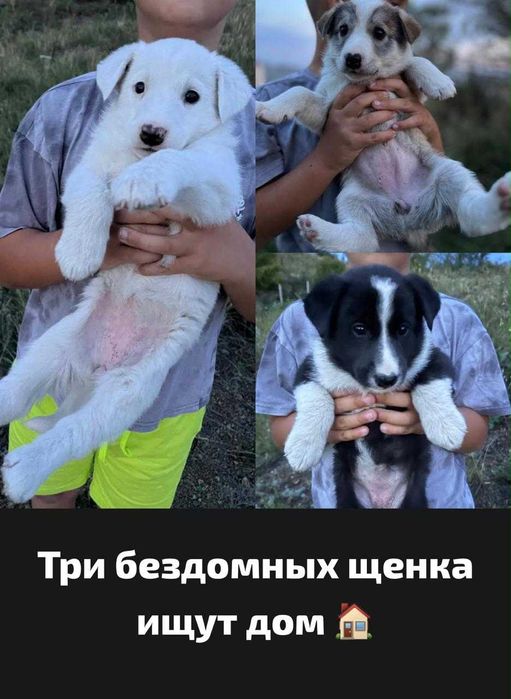 Трое маленьких щенков ищут дом!