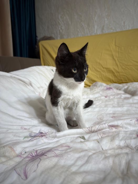 Котенок девочка в добрые руки
