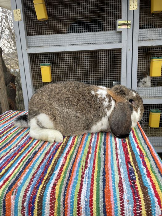 Vand femela berbec german