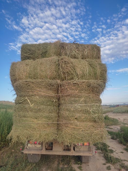 Сено рулонах (жоңышқа)