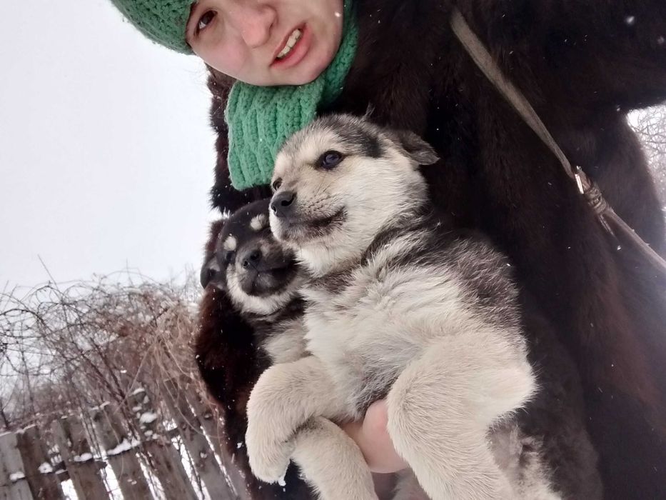 Щенки с бесплатной доставкой