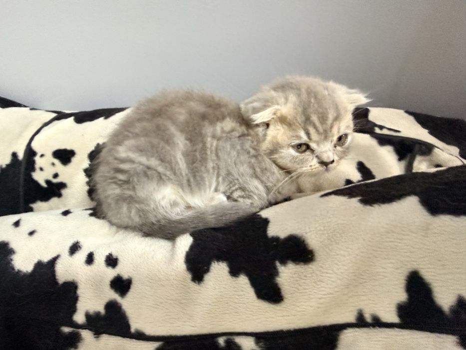 Scottish Fold  mushukcha sotiladi