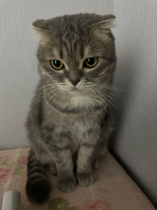 Отдам в хорошие руки